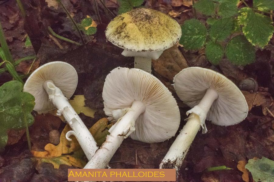 Amanita phalloides