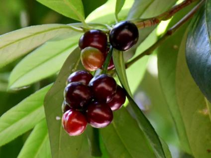 Trabzon Denince İlk Akla Gelen Meyvelerimizden Olan Karayemiş (Taflan) Olgunlaşmak Üzere